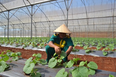 Công nghệ màng biến quang giúp kích thích sinh trưởng, tăng năng suất cây trồng