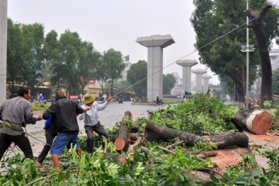 Hà Nội thay thế cây xanh: Thực hiện 'nóng vội' nên khiến nhiều người hiểu lầm!?