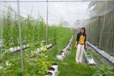 Hà Nội đầu tư 600 tỷ/năm phát triển nông nghiệp công nghệ cao