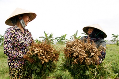 Kỹ thuật dùng chế phẩm tăng năng suất cây lạc