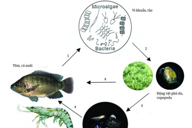 Công nghệ nuôi tôm Copefloc giúp nông dân tăng năng suất