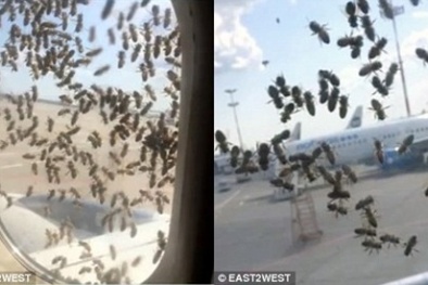 Máy bay không thể cất cánh vì bị hàng nghìn con ong ‘tấn công’