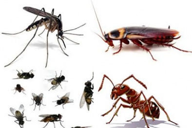 Tuyệt chiêu diệt côn trùng trong nhà không cần hóa chất