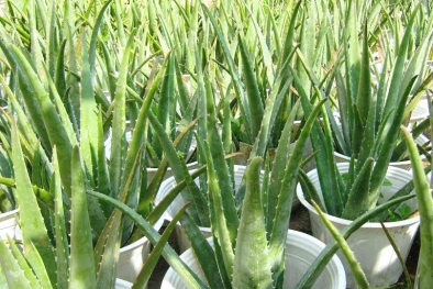 Cách trồng nha đam tại nhà cho cây mập mạp, xanh tốt