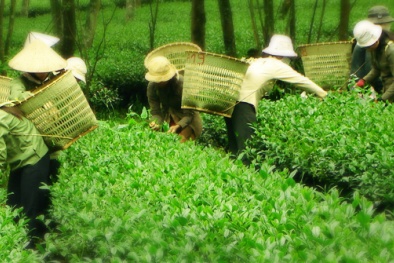 Bình Phước: Đẩy mạnh ứng dụng tiến bộ phát triển nguyên liệu chè ô Long