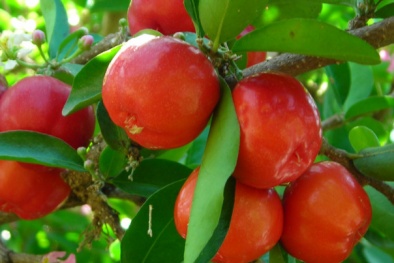 Kỹ thuật trồng sơ ri sai 'trĩu' quả