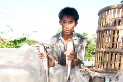 Nuôi cá lóc kết hợp cá trê vàng trong mùng lưới trên sông cho năng suất tốt