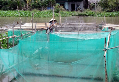 Nuôi cá lóc trong vèo lưới cho hiệu quả năng suất cao
