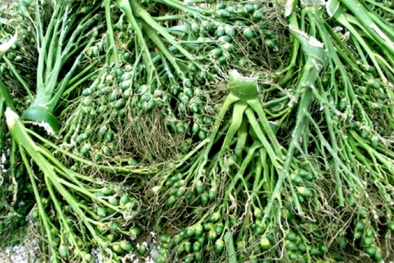 Trung Quốc thu mua cau non để làm gì?