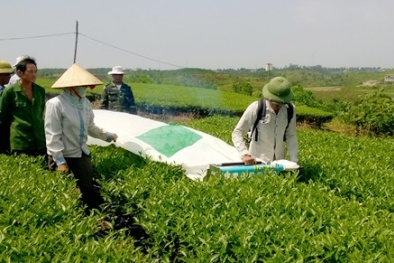 Quảng Ninh: Nâng cao năng suất chất lượng chè nhờ áp dụng cơ giới hóa
