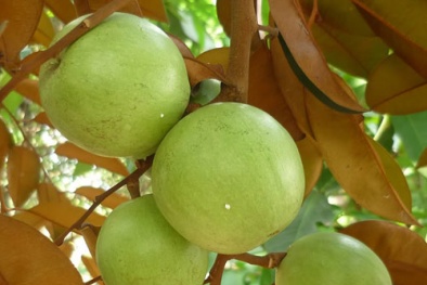 Kỹ thuật trồng cây vú sữa đúng cách cho năng suất cao nhất 