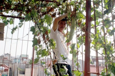Người Hà Nội đua nhau làm 'nông dân' trồng rau sạch