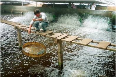 Nuôi tôm trong nhà kính cho năng suất vượt trội