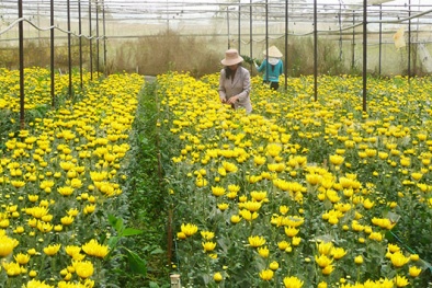 Quảng Ninh: SX nông nghiệp cần tạo ra các sản phẩm có hàng hóa chất lượng cao