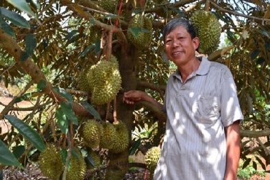 Ông trùm sầu riêng lãi bạc tỷ mỗi năm