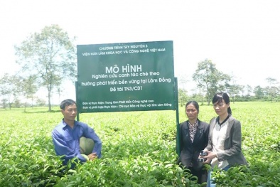 Ứng dụng công nghệ sinh học nâng cao năng suất cây chè, cà phê