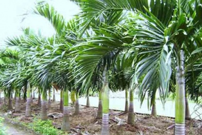  Kỹ thuật trồng cây cau lùn dáng đẹp, quả sai