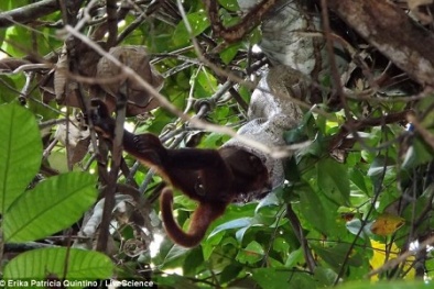 Xem trăn khổng lồ đu cây 'làm xiếc' tóm gọn khỉ lớn 