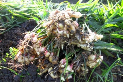 Ứng dụng khoa học công nghệ để bảo tồn, phát triển giống gừng đá 