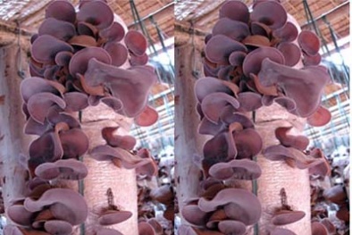 Cách trồng mộc nhĩ đơn giản, ‘sai’ tai