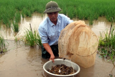 Kỹ thuật cải tạo ruộng nuôi cua đồng cho năng suất cao