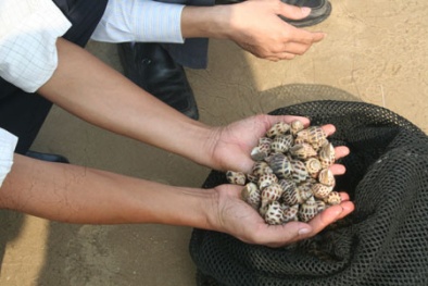 Nuôi ốc hương trong bể xi măng cho hiệu quả năng suất cao