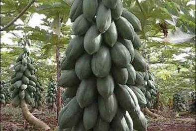 Trồng đu đủ nằm nghiêng, hiệu quả bất ngờ