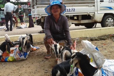 Đồng Nai: Triển khai mô hình nuôi dê sinh sản chất lượng cao 