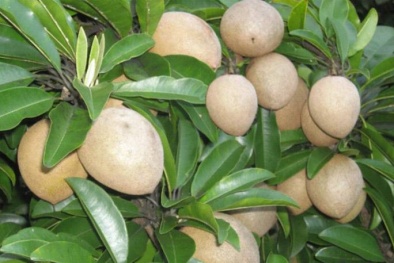 Kỹ thuật chăm sóc cây hồng xiêm đạt năng suất, chất lượng