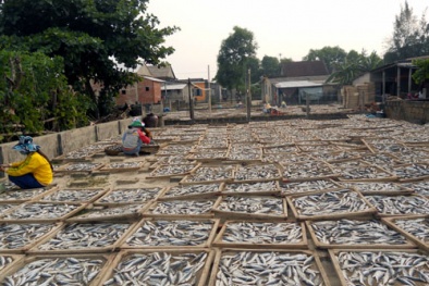 Lào Cai: Cá khô nục hấp sấy gây ngộ độc thực phẩm