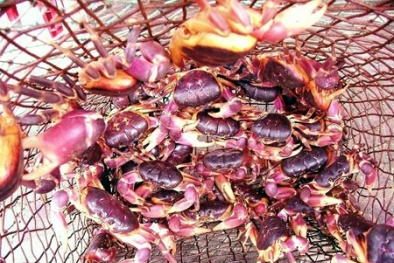 Nuôi cua đá cho năng suất, lợi nhuận cao trên đảo Phú Quý