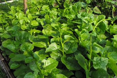 Cách trồng mồng tơi cho lá xanh tươi, nhanh thu hoạch