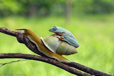 'Phì cười' ếch xanh lười biếng cưỡi ốc sên để đi nhờ