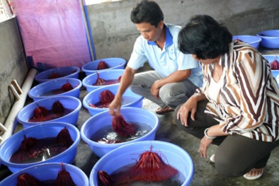 Nuôi lươn sinh sản bằng bán nhân tạo cho năng suất ưu việt