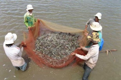 Quản lý yếu tố môi trường để tăng năng suất nuôi tôm sú 