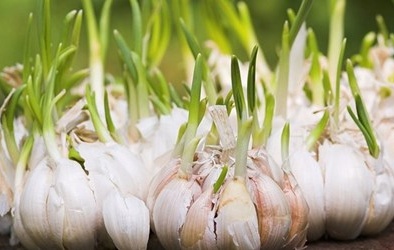 Tác dụng không ngờ của tỏi mọc mầm