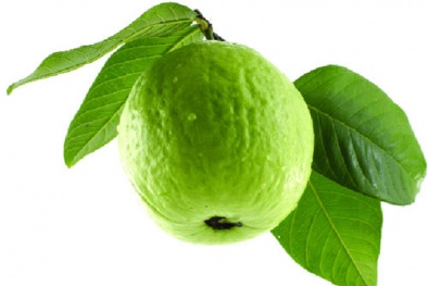 Lợi ích cho sức khỏe của trái và lá ổi