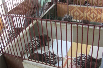 Phối giống nhân tạo tăng năng suất chăn nuôi nhím