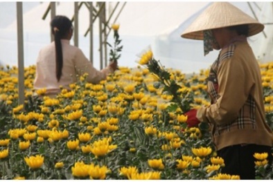 Cúc Đà Lạt khan hiếm, giá tăng vọt