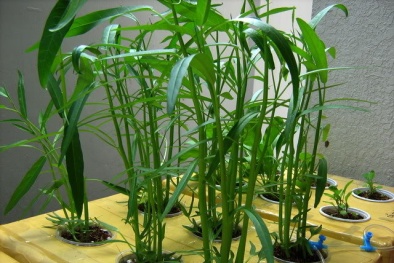 Kỹ thuật trồng rau thủy canh trong thùng xốp đơn giản, an toàn, tiện lợi