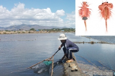 Thu nhập hơn 10 triệu đồng/ tháng nhờ nuôi Artemia 
