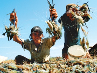 Nâng cao chất lượng và năng suất nuôi tôm