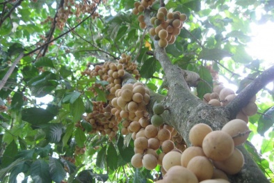 Kỹ thuật trồng cây Bòn bon cho sai quả, tránh sâu bệnh