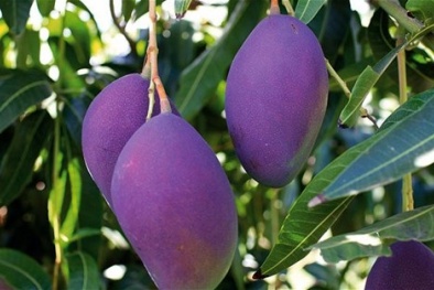 Xoài độc lạ màu tím ngắt đẹp hút hồn cư dân mạng