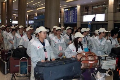 Xuất khẩu lao động: Nhốn nháo vì phá giá, 'cướp'hợp đồng