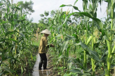 Chế độ tưới nước thích hợp nhằm tăng năng suất cây ngô