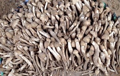 Chi tiền triệu, người Hà Nội vẫn khó mua nấm mối miền Tây