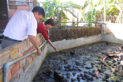 Lai tạo giống ếch đồng và ếch Thái Lan để gia tăng năng suất