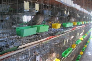 Phương pháp trộn thức ăn cho chất lượng thịt bồ câu Pháp cao