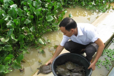 Thiết kế hồ nổi nuôi ba ba cho năng suất, chất lượng cao